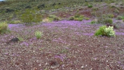 PICTURES/Father Crowley Point/t_Purple Flowers.JPG